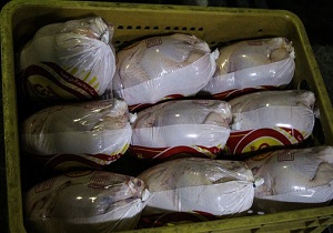 ۶ درصد صادرات گوشت مرغ کشور متعلق به آذربایجان غربی است