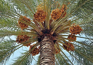 آغاز برداشت خرمای خشک در خنج
