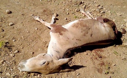 نگاهی به پر بیننده ترین اخبار روز گذشته در سمنان