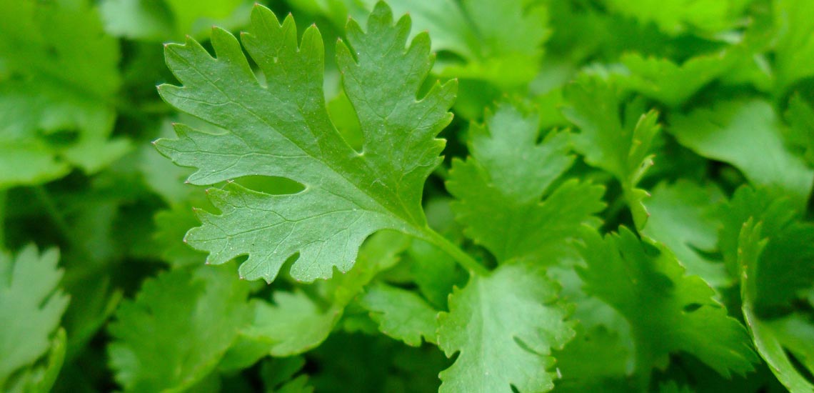 دفع سریع سنگ کلیه با یک سبزی پرخاصیت+ اینفوگرافی