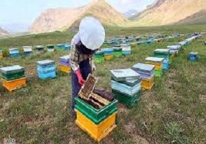 کددار شدن کندوهای زنبور عسل در سرایان