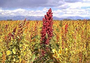 کشت گیاه کینوا برای اولین بار در طبس
