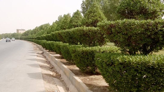 کنوکارپوس جایگزین پیدا کرد