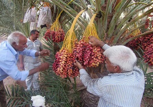 افزایش 10 درصدی تولیدخرما در یزد