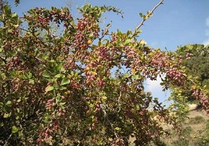 مبارزه با آفت زنگ جارویی زرشک در خراسان جنوبی