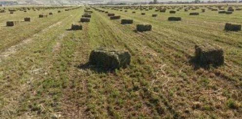 آخرین قیمت جو و یونجه در بازار