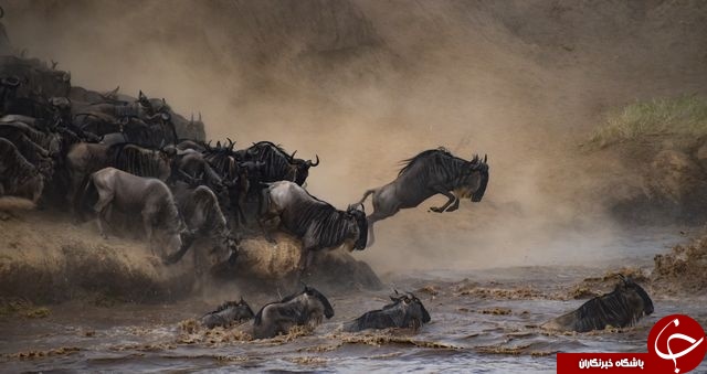 تصویری جالب و دیدنی از پرش بلند کَل&zwnj; ها