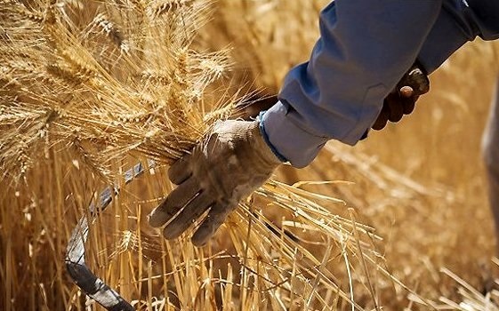گلایه گندم کاران از مسئولان برای پرداخت هزینه خرید گندم + فیلم