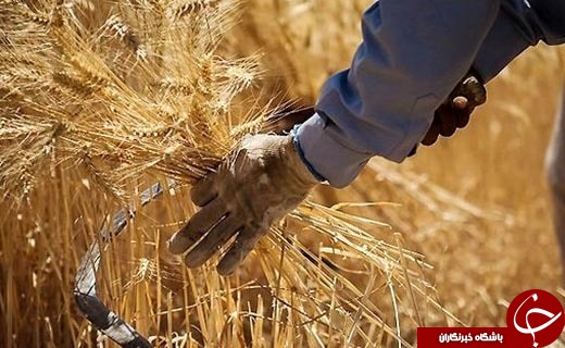 از تقابل تولیدات و واردات برنج تا بدقولی مسئولین خوزستانی برای افتتاح باغ موزه