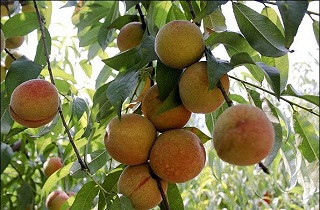 افزایش ۱۰ درصدی هلو وشلیل در ابرکوه