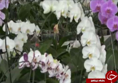 ارکیده، تجاری&zwnj;ترین گل&zwnj;ها