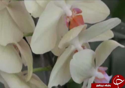 ارکیده، تجاری&zwnj;ترین گل&zwnj;ها