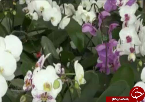 ارکیده، تجاری&zwnj;ترین گل&zwnj;ها