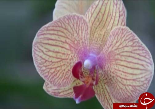 ارکیده، تجاری&zwnj;ترین گل&zwnj;ها