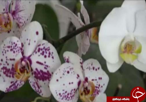 ارکیده، تجاری&zwnj;ترین گل&zwnj;ها