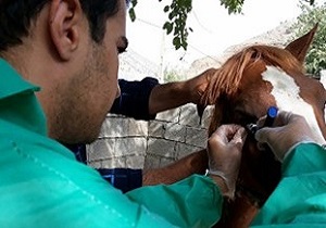 انجام 748 تست مالئین برای تشخیص بیماری مشمشمه