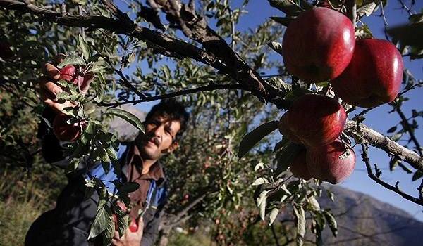 کاهش دما در زنجان /هشدار هواشناسی به کشاورزان استان