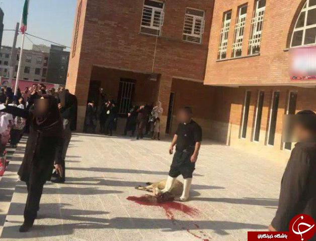 ماجرای سربریدن گوسفندان در برابر چشمان دانش آموزان دبستانی چیست؟ +عکس
