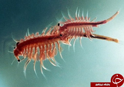 چرخه زیستی طلای سرخ دریاچه ارومیه قطع شده است /آتش سنگین توپخانه قرارگاه حمزه سیدالشهداء در شمال غرب کشور/اجرای طرح احسان حسینی در آذربایجان غربی
