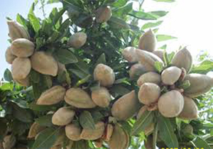 تولید دو هزار و 550 تن بادام در خراسان شمالی