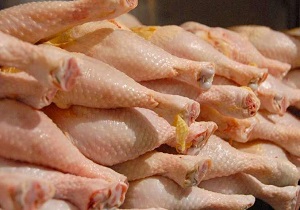 پرورش  450 هزار قطعه مرغ بدون آنتی بیوتیک در خراسان جنوبی