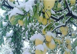 معرفی خسارت دیدگان برف و سرمای بابل به بانک کشاورزی