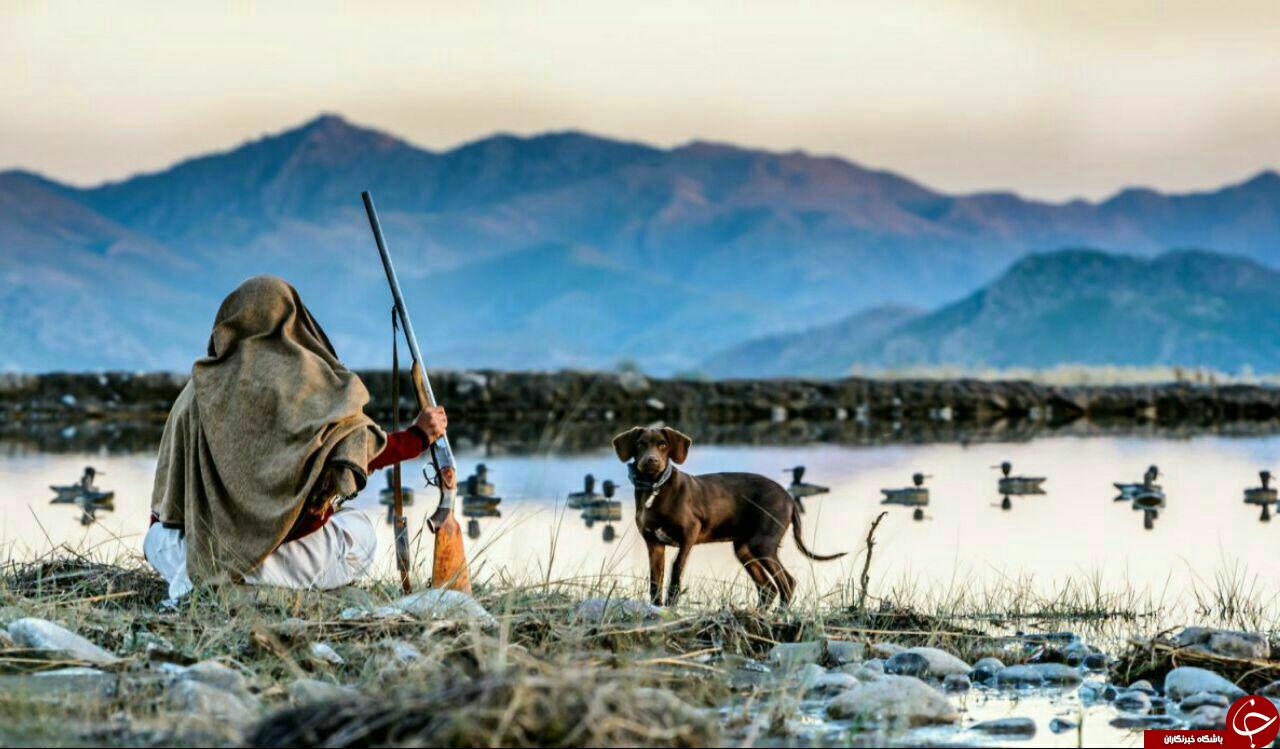 تصویری دیدنی از کمین یک شکارچی جهت گرفتن طعمه اش