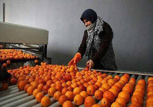 قائم‌شهر و ۸ فقره مجوز صنایع تبدیلی