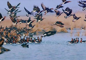احتمال شیوع آنفلوآنزای پرندگان در پی مهاجرت پرندگان