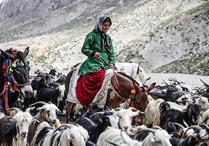 آغاز کوچ عشایر در فارس