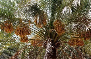 برداشت بیش از ۷ هزار تن خرما از نخلستان‌های بافق