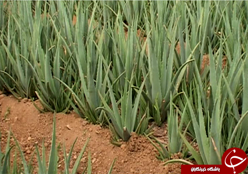 کاشت گیاه خوراکی و دارویی آلوئه ورا در لرستان / نبود صنایع تبدیلی و بسته بندی گیاه آلوئه ورا + تصاویر