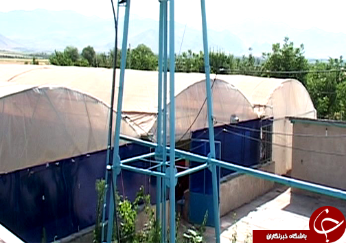 کاشت گیاه خوراکی و دارویی آلوئه ورا در لرستان / نبود صنایع تبدیلی و بسته بندی گیاه آلوئه ورا + تصاویر