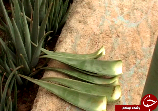 کاشت گیاه خوراکی و دارویی آلوئه ورا در لرستان / نبود صنایع تبدیلی و بسته بندی گیاه آلوئه ورا + تصاویر