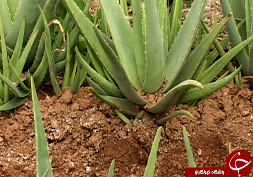 کاشت گیاه خوراکی و دارویی آلوئه ورا در لرستان / نبود صنایع تبدیلی و بسته بندی گیاه آلوئه ورا + تصاویر
