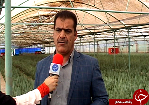 کاشت گیاه خوراکی و دارویی آلوئه ورا در لرستان / نبود صنایع تبدیلی و بسته بندی گیاه آلوئه ورا + تصاویر