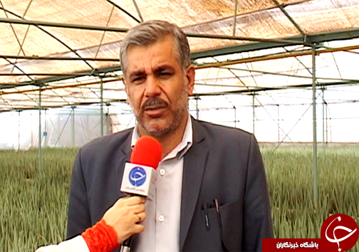 کاشت گیاه خوراکی و دارویی آلوئه ورا در لرستان / نبود صنایع تبدیلی و بسته بندی گیاه آلوئه ورا + تصاویر