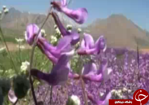 مدال برنز عسل تجاری لرستان دررقابت جهانی مدال برنز عسل تجاری لرستان دررقابت جهانی