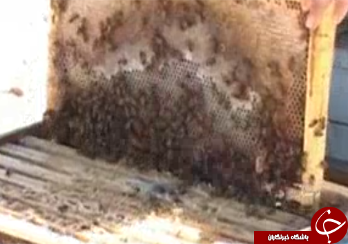 مدال برنز عسل تجاری لرستان دررقابت جهانی مدال برنز عسل تجاری لرستان دررقابت جهانی