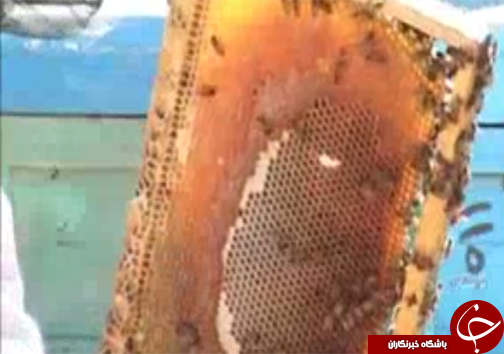 مدال برنز عسل تجاری لرستان دررقابت جهانی مدال برنز عسل تجاری لرستان دررقابت جهانی