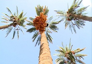 خرمای قصرشیرین روانه بازار شد