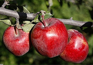 برداشت سیب در اقلید آغاز شد