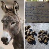 باشگاه خبرنگاران -عنبر نسارا، پرخاصیت‌ترین مدفوع جهان +تصاویر