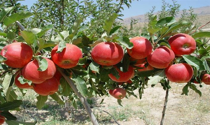آغاز برداشت سیب گلاب در ایذه