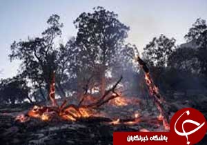 کاهش ۸۰ درصدی آتش سوزی در جنگل‌های لرستان