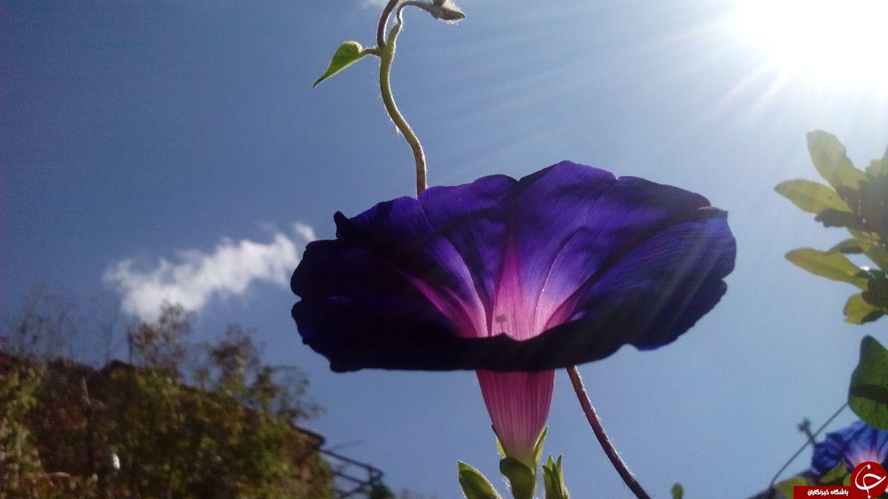 گل های نیلوفر در قاب تصویر + تصاویر