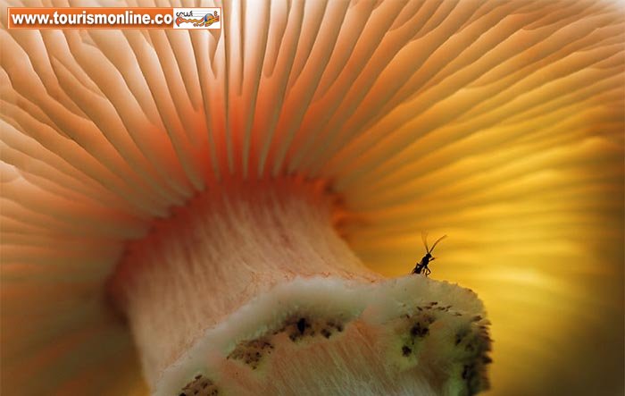 چند عکس فوق العاده از دنیای پنهان ببینید!+تصاویر