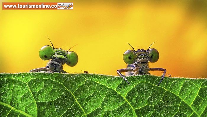 چند عکس فوق العاده از دنیای پنهان ببینید!+تصاویر