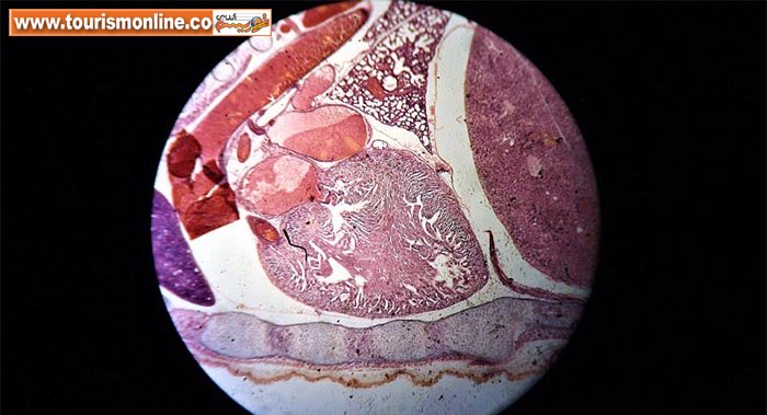 چند عکس فوق العاده از دنیای پنهان ببینید!+تصاویر
