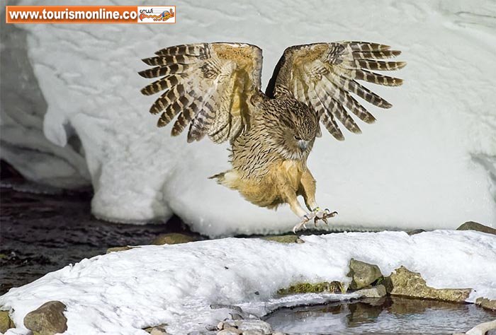 چند عکس فوق العاده از دنیای پنهان ببینید!+تصاویر